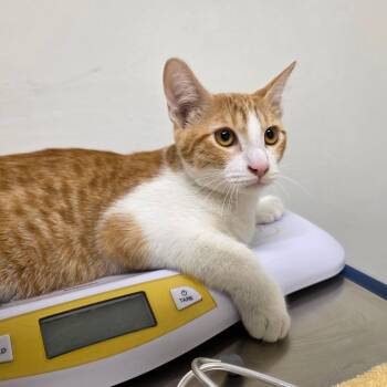 Robert -  Domestic Short Hair Cat for Adoption in Phoenix, Arizona - Robert | PetCurious