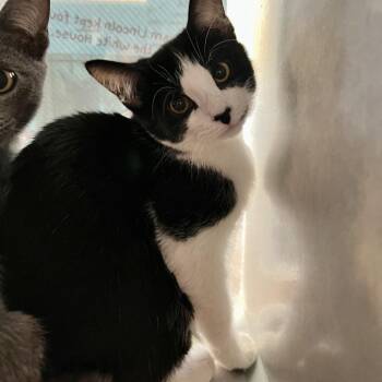 Kittens -  Domestic Short Hair Cat for Adoption in Glenwood Springs, Colorado - Kittens | PetCurious