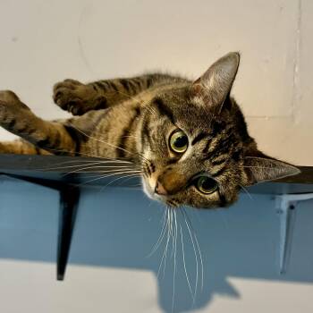 Rescue Domestic Short Hair Cats for Adoption in Lake Geneva, Wisconsin - Polaris | PetCurious