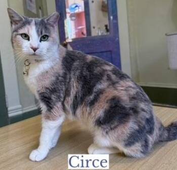 Domestic Short Hair Cats Available for Adoption - Circe | PetCurious