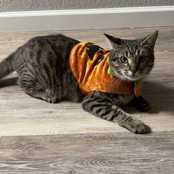 Domestic Short Hair Cats Available for Adoption - Whitney | PetCurious