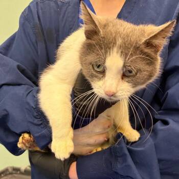Domestic Short Hair Cats Available for Adoption in Keizer, Oregon - Stray 05/02/26 A64687 | PetCurious