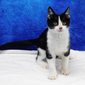 Aaron -  Domestic Short Hair Cat Available for Adoption in Canton, Illinois - Aaron | PetCurious