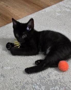 FOREST -  Domestic Short Hair Cat for Adoption in St. Peters, Missouri - FOREST | PetCurious