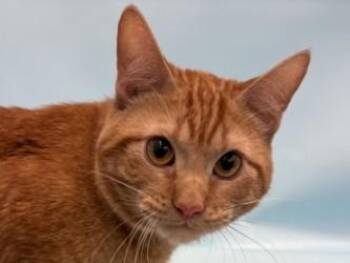 Farley -  Domestic Short Hair Cat for Adoption in Golden Valley, Minnesota - Farley | PetCurious