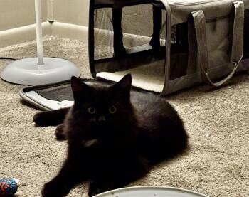 Rescue Domestic Medium Hair Cats for Adoption in Brookville, Pennsylvania - Luciano | PetCurious