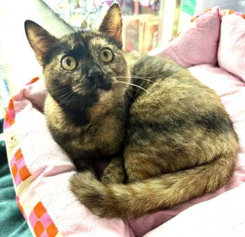 Domestic Short Hair Cats Available for Adoption in Palm Harbor, Florida - Wen | PetCurious