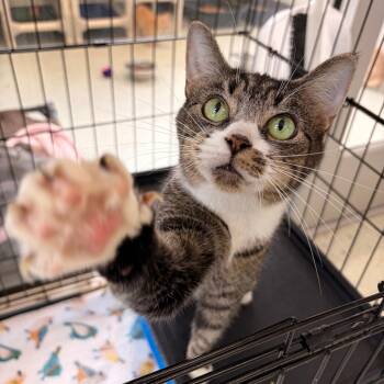 Mittens -  Domestic Short Hair Cat for Adoption in Franklin, North Carolina - Mittens | PetCurious
