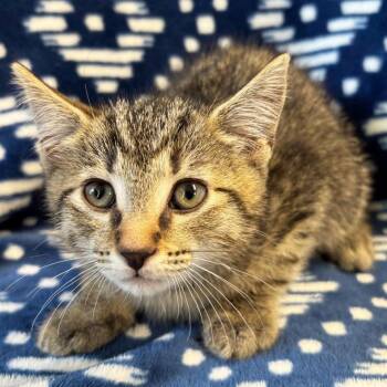 Orion -  Domestic Short Hair Cat Available for Adoption in Mt. Juliet, Tennessee - Orion | PetCurious