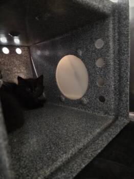 Knight -  Domestic Short Hair Cat for Adoption in Athens, Tennessee - Knight | PetCurious
