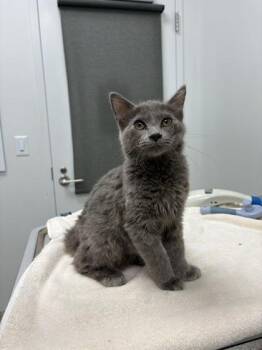 Visitation of the Ghost -  Domestic Medium Hair Cat for Adoption in Kansas City, Missouri - Visitation Of The Ghost | PetCurious