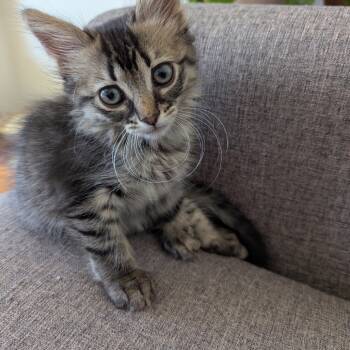 Rescue Domestic Short Hair Cats for Adoption in Los Angeles, California - Rhonda | PetCurious