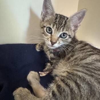 Stubbard -  Domestic Short Hair Cat for Adoption in Port Richey, Florida - Stubbard | PetCurious