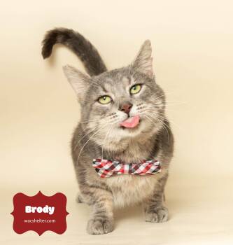 Rescue Domestic Short Hair Cats for Adoption in Wyandotte, Michigan - BRODY | PetCurious