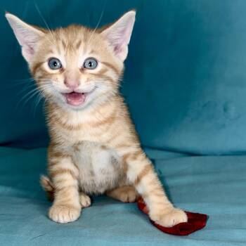 Fox -  Domestic Short Hair Cat for Adoption in Ottawa, Ontario - Fox | PetCurious