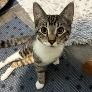 Rescue Domestic Short Hair Cats for Adoption in Austintown, Ohio - Duncan | PetCurious