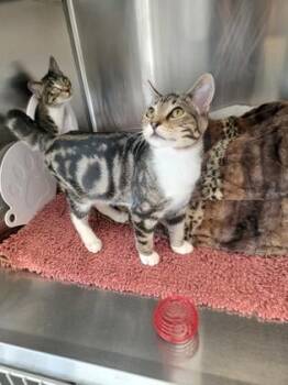 Toaster -  Domestic Short Hair Cat for Adoption in Fergus Falls, Minnesota - Toaster | PetCurious