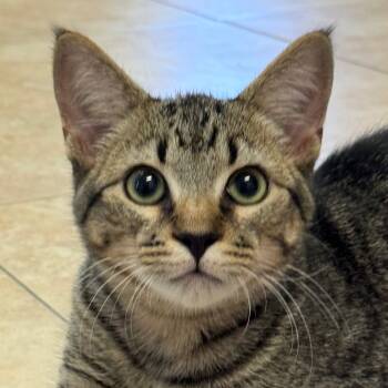 Rescue Domestic Short Hair Cats for Adoption in Decatur, Georgia - Plutonium | PetCurious