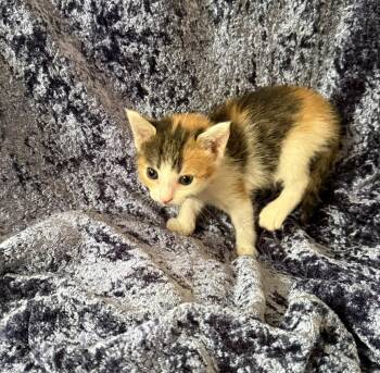 Tasha -  Domestic Short Hair Cat for Adoption in Glendale, Arizona - Tasha | PetCurious