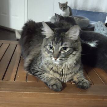 Rescue American Shorthair Cats for Adoption in Garden Grove, California - Buster | PetCurious