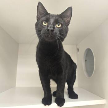 Silverwing -  Domestic Short Hair Cat for Adoption in Champaign, Illinois - Silverwing | PetCurious