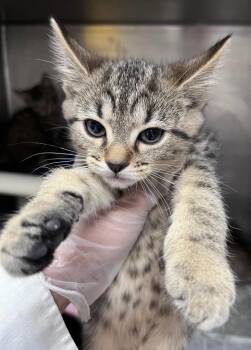 Pinkie Pie -  Domestic Short Hair Cat for Adoption in Cincinnati, Ohio - Pinkie Pie | PetCurious