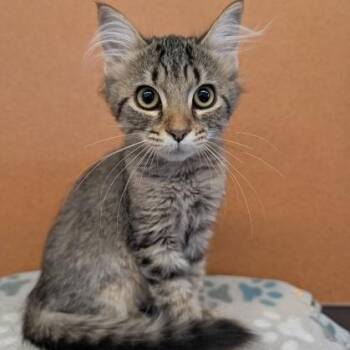 Halie -  Domestic Short Hair Cat for Adoption in Rochester, Minnesota - Halie | PetCurious