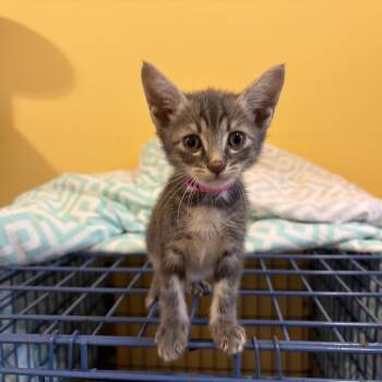 Mary -  Domestic Medium Hair Cat for Adoption in Auburn, Alabama - Mary | PetCurious