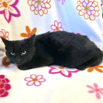 Rescue Domestic Short Hair Cats for Adoption in Mt. Juliet, Tennessee - Jetta | PetCurious