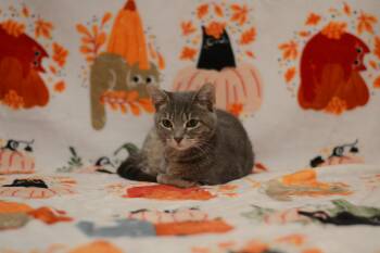 Riolu -  Domestic Short Hair Cat for Adoption in Manchester, Maryland - Riolu | PetCurious