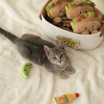 Tabby Cats Available for Adoption - Taco | PetCurious