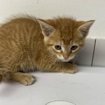 Domestic Short Hair Cats Available for Adoption in St. Louis, Missouri - Yankee | PetCurious