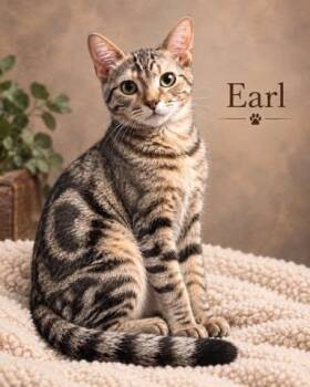 Earl -  Tabby Cat for Adoption in Midlothian, Texas - Earl | PetCurious