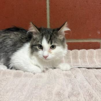 (Found) Teddy -  Domestic Medium Hair Cat for Adoption in Cabot, Arkansas - (Found) Teddy | PetCurious