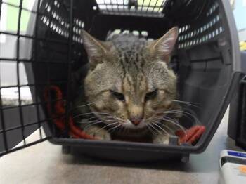 HAM -  Domestic Short Hair Cat for Adoption in Omaha, Nebraska - HAM | PetCurious