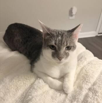 Willow -- Bonded Buddy With Jericho -  Domestic Short Hair Cat for Adoption in Des Moines, Iowa - Willow -- Bonded Buddy With Jericho | PetCurious