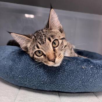 Lulu -  Domestic Short Hair Cat for Adoption in Port Charlotte, Florida - Lulu | PetCurious