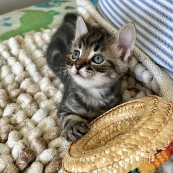 Grinch -  Domestic Short Hair Cat for Adoption in Nampa, Idaho - Grinch | PetCurious