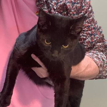 Tempest -  Domestic Short Hair Cat for Adoption in Baltimore, Maryland - Tempest | PetCurious