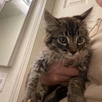 Rescue Domestic Medium Hair Cats for Adoption in Suisun City, California - Carver Hawke | PetCurious