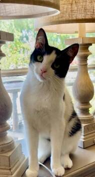 Domestic Short Hair Cats Available for Adoption in Gardena, California - Jet | PetCurious