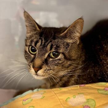 Domestic Short Hair Cats Available for Adoption in Midland, Michigan - Sweet Pea | PetCurious