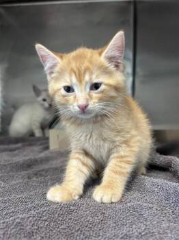 Requiem -  Domestic Short Hair Cat for Adoption in El Paso, Texas - Requiem | PetCurious