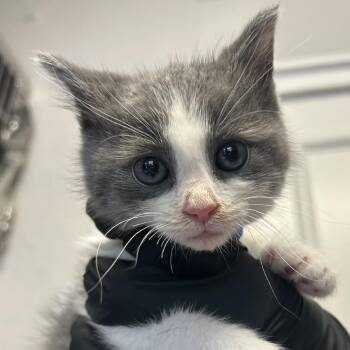 Maverick -  Domestic Medium Hair Cat for Adoption in Knoxville, Tennessee - Maverick | PetCurious