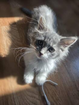 Grub -  Domestic Long Hair Cat for Adoption in Royal Oak, Michigan - Grub | PetCurious