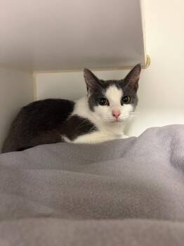 Fran (Lyons) -  Domestic Short Hair Cat for Adoption in Johnson City, Tennessee - Fran (Lyons) | PetCurious