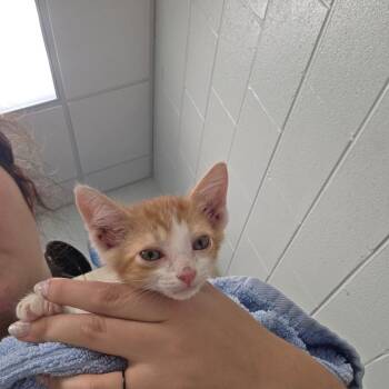 Fizz -  Domestic Short Hair Cat for Adoption in Chattanooga, Tennessee - Fizz | PetCurious