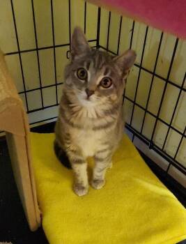 Rescue Domestic Short Hair Cats for Adoption - Trisha | PetCurious