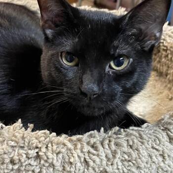 Ser Duncan -  Domestic Short Hair Cat for Adoption in Harrisonburg, Virginia - Ser Duncan | PetCurious