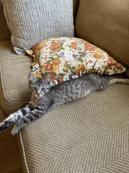 Tabby Cats Available for Adoption in Fountain Valley, California - Stevie- Dog Friendly | PetCurious